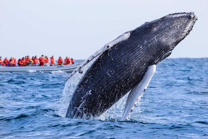 Whale Watching, The Famous Arch and Fast Boat Tour in Los Cabos - Authentic Insights from Reviewers