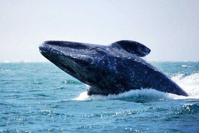 Whale Watching Tour - An In-Depth Look at the Whale Watching Experience
