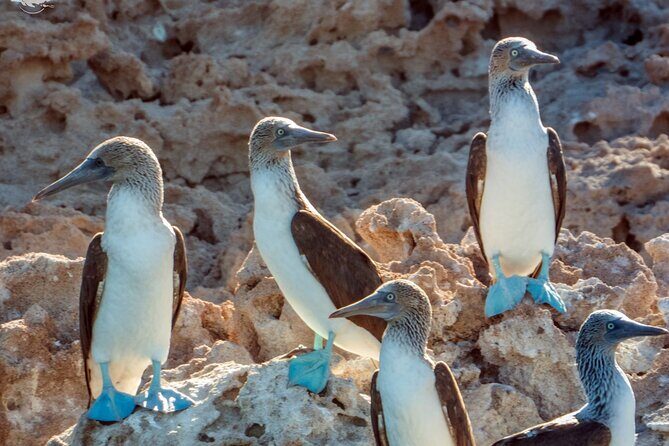 Whale Watching Tour - Who Should Book This Tour?