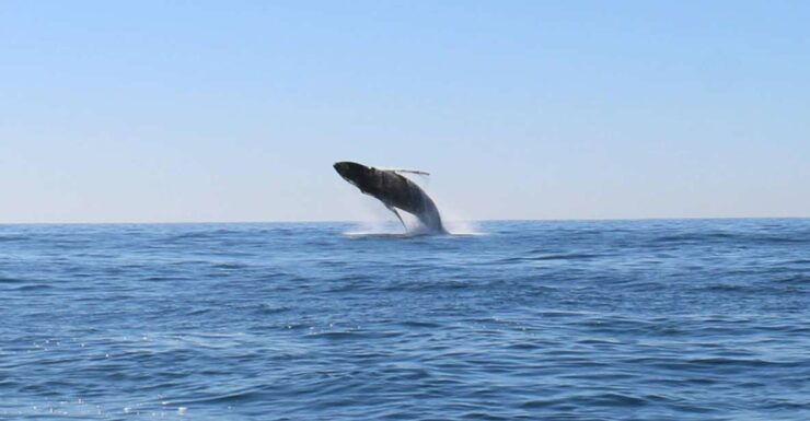WHALE WATCHING TOUR CABO SAN LUCAS - Tour Booking Information