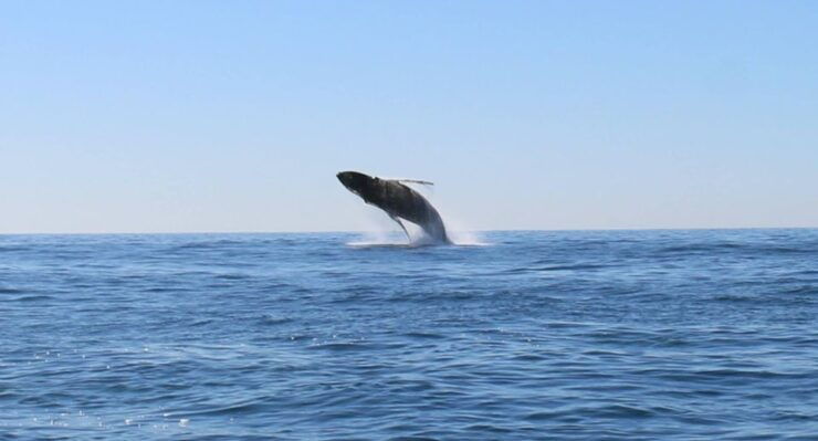 WHALE WATCHING TOUR CABO SAN LUCAS - Experience Highlights