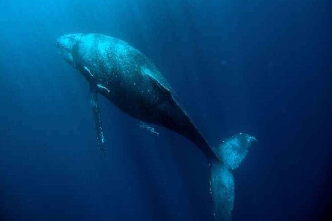 Whale Watching Tour From Galle, Unawatuna, Koggala, Weligama, - Meeting Points