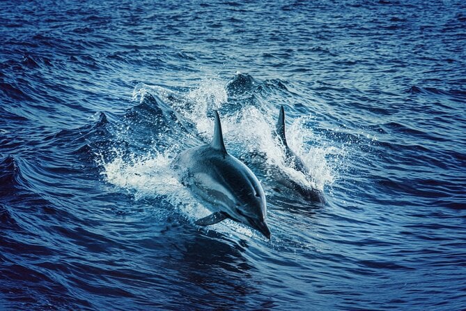 Whale Watching Tour From Galle, Unawatuna, Koggala, Weligama, - Directions