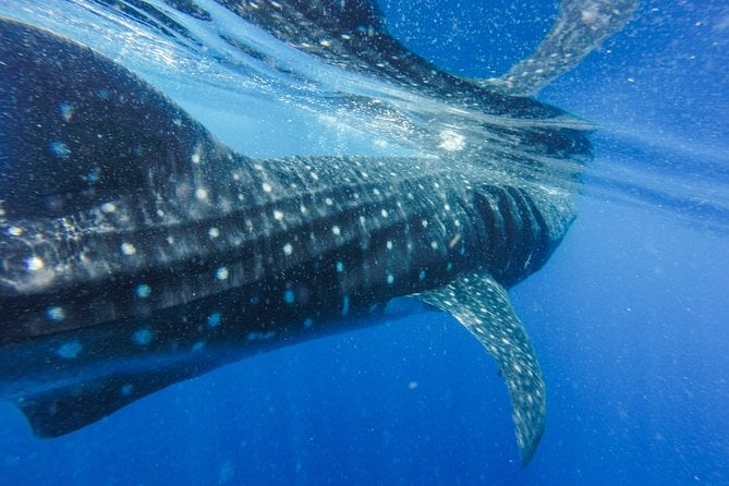 Whale Watching Tour From Galle, Unawatuna, Koggala, Weligama, - The Sum Up