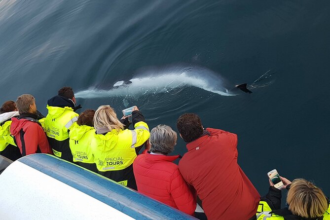 Whale-Watching Tour From Reykjavik - Wildlife and Marine Life Encounters
