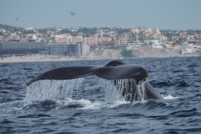 Whale Watching Tour in Cabo San Lucas - Directions