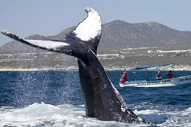 Whale Watching Tour in Glass Bottom Boat (VisitA Cabo) - Inclusions