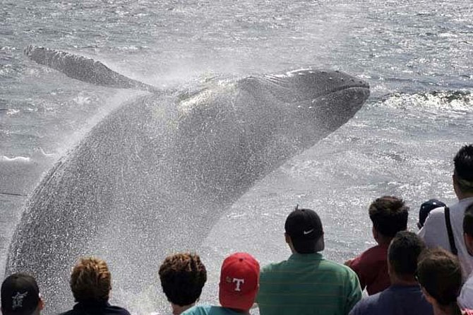 Whale Watching Tour in Gloucester - Tour Information and Logistics