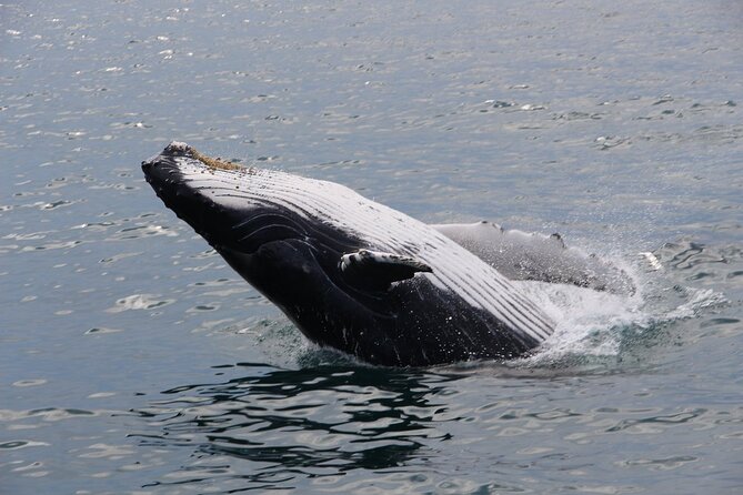 Whale Watching Tour in Gloucester - Traveler Reviews and Photos