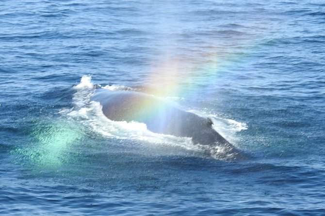 Whale Watching Tour in Gloucester - The Sum Up