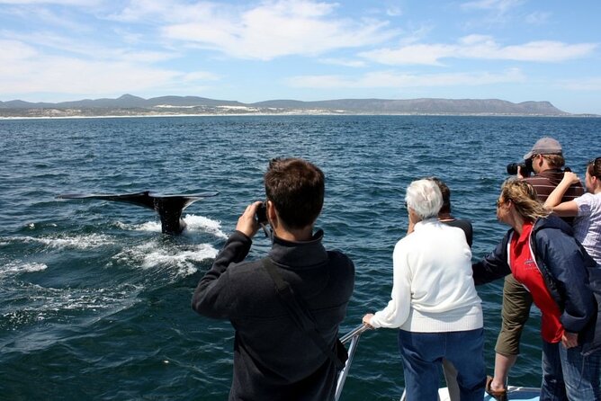 Whale Watching Tour in Hermanus - Tour Details