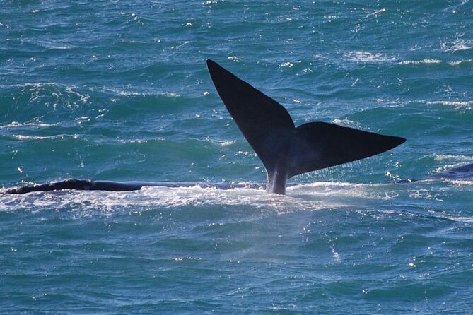 Whale Watching Tour in Hermanus - Tour Highlights