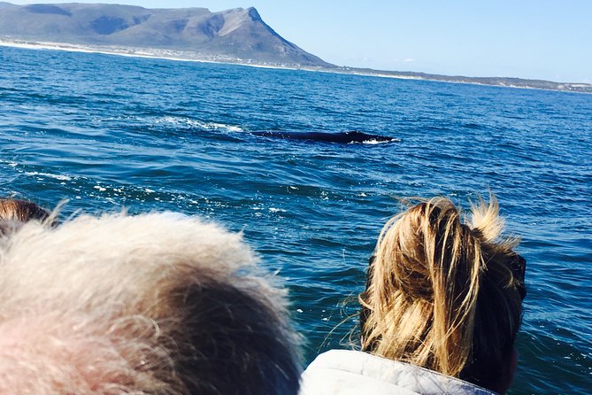 Whale Watching Tour in Hermanus With Hotel Pickup - Hotel Pickup and Transportation