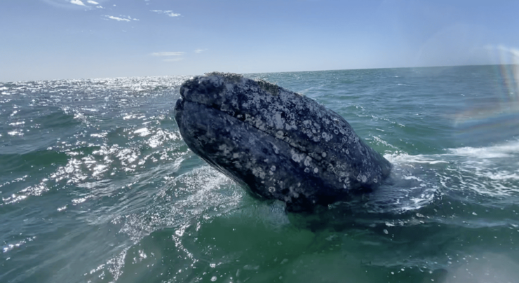 Whale Watching Tour in La Paz - Good To Know