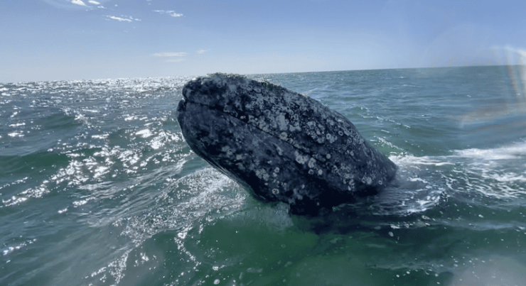 Whale Watching Tour in La Paz - Itinerary and Experience
