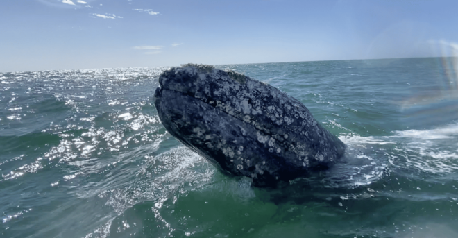 Whale Watching Tour in La Paz - Included and Excluded Items