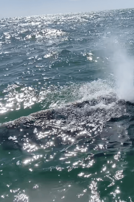 Whale Watching Tour in La Paz - Safety and Accessibility