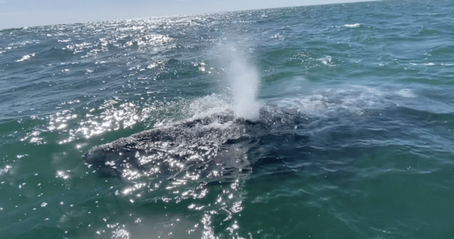 Whale Watching Tour in La Paz - Customer Feedback