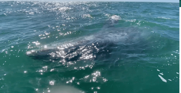 Whale Watching Tour in La Paz - Tour Duration and Group Size