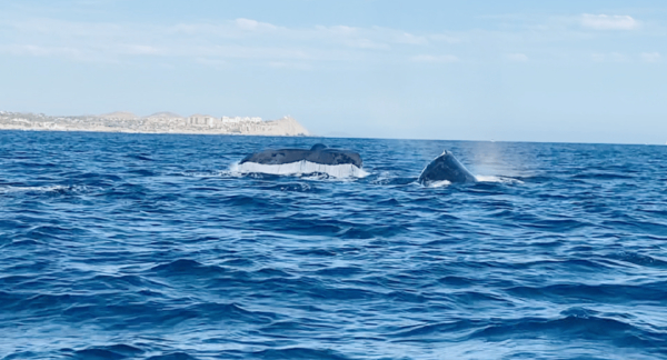Whale Watching Tour in La Paz - Tour Language and Cancellation
