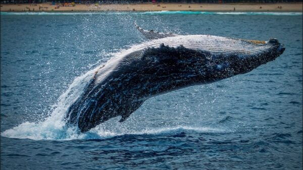 Whale Watching Tour in La Paz - Reserve and Payment Options