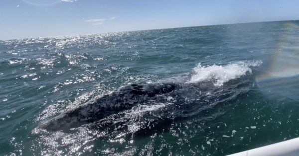 Whale Watching Tour in La Paz - Frequently Asked Questions