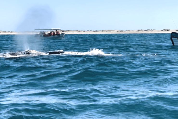 Whale Watching Tour in La Paz - Itinerary and Experience