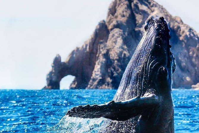 Whale Watching Tour in Los Cabos - Overview and Tour Details