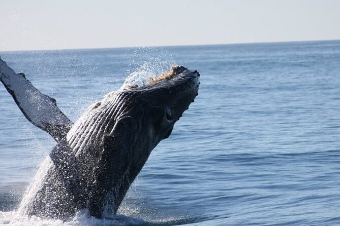 Whale Watching Tour in Los Cabos - Weather and Minimum Travelers