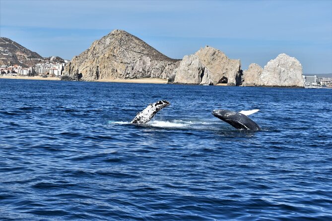 Whale Watching Tour in Los Cabos - Traveler Photos and Reviews