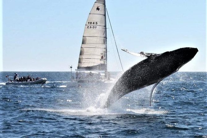 Whale Watching Tour in Los Cabos - Tour Highlights and Customer Feedback