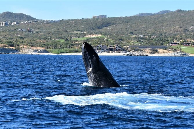 Whale Watching Tour in Los Cabos - Directions and Meeting Point