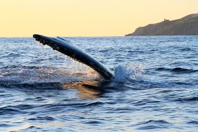 Whale Watching Tour in Los Cabos - Common Questions