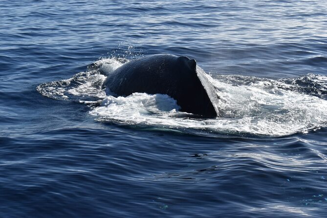 Whale Watching Tour in Los Cabos - The Sum Up