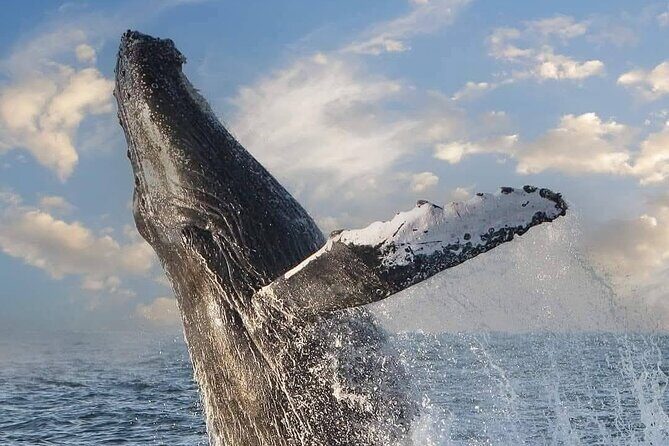 Whale Watching Tour in Puerto Vallarta - Good To Know