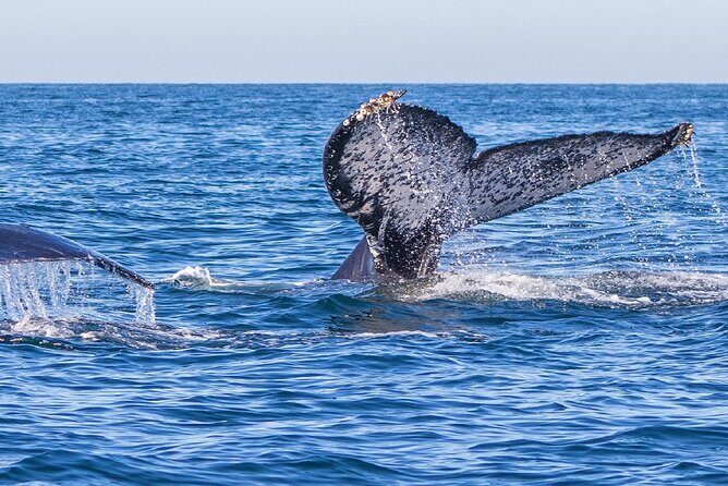 Whale Watching Tour in Puerto Vallarta - Who Should Consider This Tour