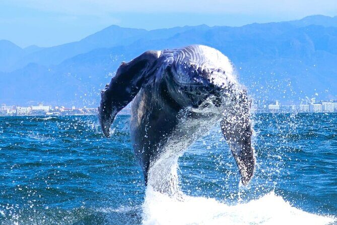 Whale Watching Tour in Puerto Vallarta - The Sum Up