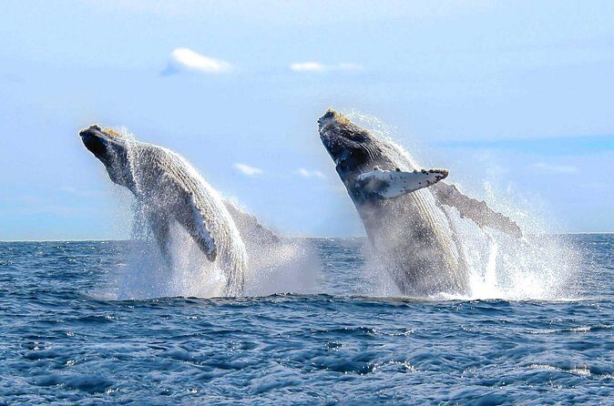 Whale Watching Tour in Puerto Vallarta - FAQ