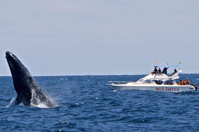 Whale Watching Tour in Samana - Final Thoughts