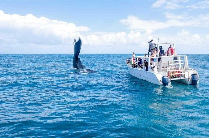Whale Watching Tour in Samana - FAQs