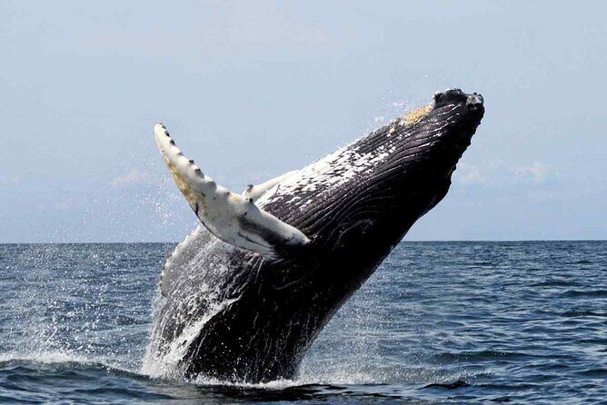 Whale Watching Tour in Samana Bay from Las Terrenas - The Sum Up