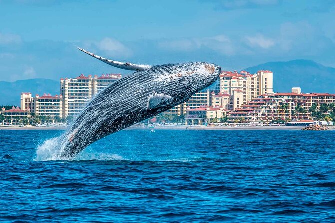 Whale Watching Tour in Samana Bay With Lunch - Tour Location and Duration