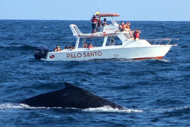 Whale Watching Tour in Samana Bay With Lunch - Wildlife Encounters and Guide