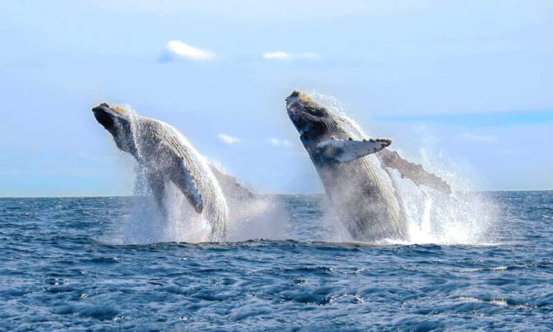 Whale Watching Tour in Samana - Good To Know