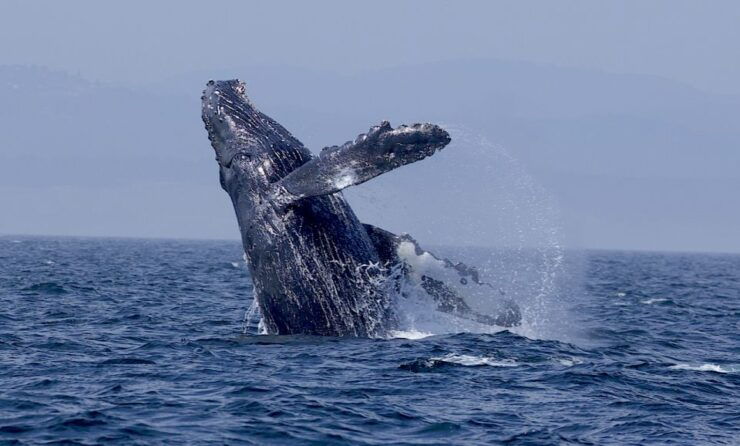 Whale Watching Tour in Victoria, BC - Booking Details