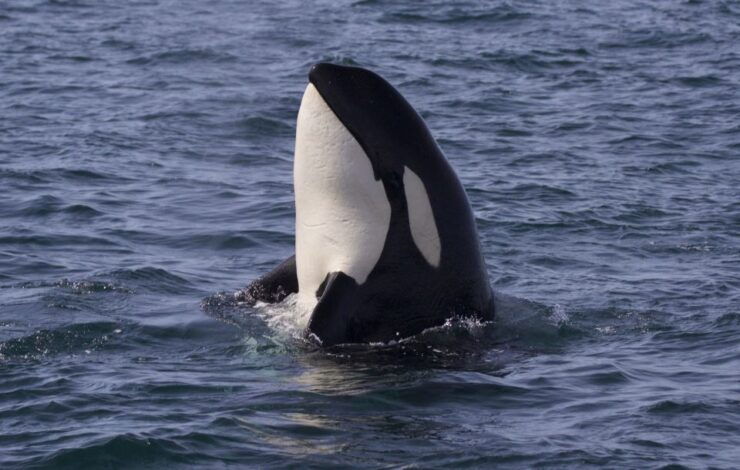 Whale Watching Tour in Victoria, BC - Experience Information
