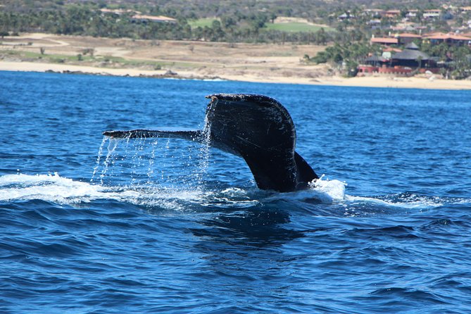 Whale Watching Tour on a Pontoon Experiencing the Most Magical Gift of Nature! - Tour Inclusions and Details