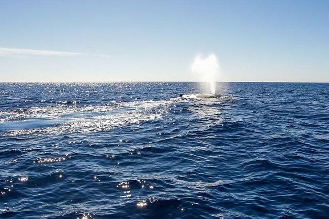 Whale Watching Tour on a Pontoon Experiencing the Most Magical Gift of Nature! - Cancellation and Refund Policy