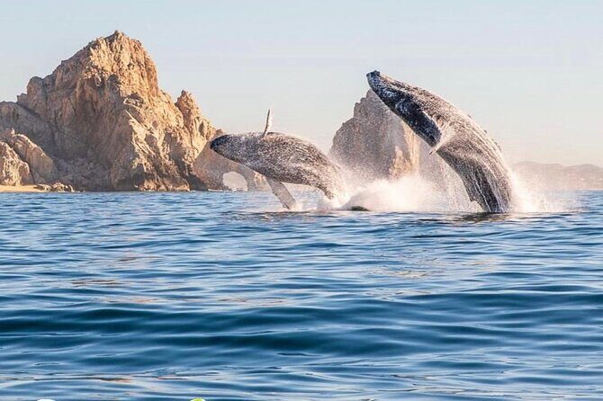 Whale Watching Tour with Arch and Beach in Cabo San Lucas - Good To Know