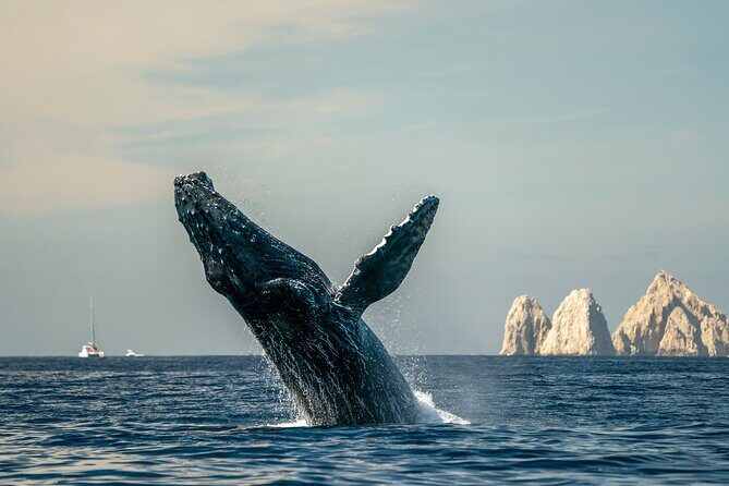 Whale Watching Tour with Arch and Beach in Cabo San Lucas - An In-Depth Look at the Cabo San Lucas Whale Watching Tour